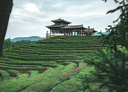 贡茶园